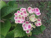 d4662d29-Picture 008.jpg